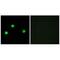 Inositol Hexakisphosphate Kinase 2 antibody, A08792, Boster Biological Technology, Immunofluorescence image 