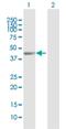 WD Repeat And FYVE Domain Containing 2 antibody, H00115825-B01P, Novus Biologicals, Western Blot image 