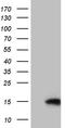 Mitochondrial import inner membrane translocase subunit Tim8 A antibody, CF809738, Origene, Western Blot image 