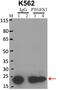 Prostaglandin E Synthase 3 antibody, MA3-414, Invitrogen Antibodies, Immunoprecipitation image 