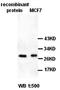 TCTP antibody, orb77443, Biorbyt, Western Blot image 