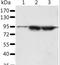 Spermatogenesis Associated 20 antibody, LS-C406037, Lifespan Biosciences, Western Blot image 