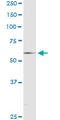 Retinoid X Receptor Alpha antibody, LS-C139110, Lifespan Biosciences, Immunoprecipitation image 