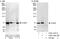 Serine/threonine-protein kinase A-Raf antibody, A303-104A, Bethyl Labs, Western Blot image 
