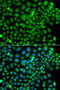 Small Ubiquitin Like Modifier 4 antibody, 22-999, ProSci, Immunofluorescence image 
