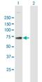 Mannosidase Alpha Class 1A Member 2 antibody, H00010905-B01P, Novus Biologicals, Western Blot image 