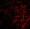 Apoptosis Inducing Factor Mitochondria Associated 3 antibody, GTX17001, GeneTex, Immunohistochemistry paraffin image 