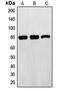 Ezrin antibody, LS-C353001, Lifespan Biosciences, Western Blot image 