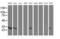 Adenylate Kinase 4 antibody, MA5-25640, Invitrogen Antibodies, Western Blot image 
