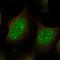 JAZF Zinc Finger 1 antibody, HPA066967, Atlas Antibodies, Immunocytochemistry image 