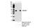 ADP Ribosylation Factor GTPase Activating Protein 1 antibody, 14608S, Cell Signaling Technology, Immunoprecipitation image 