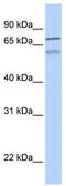 Zinc Finger Protein 671 antibody, TA341399, Origene, Western Blot image 