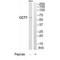 Chaperonin Containing TCP1 Subunit 7 antibody, A08169, Boster Biological Technology, Western Blot image 