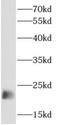Apolipoprotein B MRNA Editing Enzyme Catalytic Subunit 3C antibody, FNab00494, FineTest, Western Blot image 