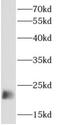 Probable DNA dC->dU-editing enzyme APOBEC-3C antibody, FNab00494, FineTest, Western Blot image 