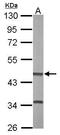 Betaine--Homocysteine S-Methyltransferase 2 antibody, GTX115754, GeneTex, Western Blot image 