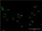 Forkhead Box M1 antibody, H00002305-M07, Novus Biologicals, Immunofluorescence image 
