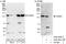 Cullin-associated NEDD8-dissociated protein 1 antibody, A302-901A, Bethyl Labs, Immunoprecipitation image 