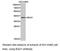 BCL2 Associated Athanogene 1 antibody, LS-C192990, Lifespan Biosciences, Western Blot image 