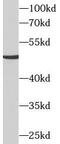 Solute Carrier Family 16 Member 7 antibody, FNab09923, FineTest, Western Blot image 
