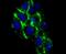 Complement C4-A antibody, NBP2-66995, Novus Biologicals, Immunofluorescence image 