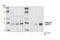 p53 antibody, 2570S, Cell Signaling Technology, Western Blot image 