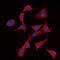 Interleukin 2 Receptor Subunit Beta antibody, abx133135, Abbexa, Western Blot image 