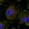 Trimethylguanosine Synthase 1 antibody, HPA029824, Atlas Antibodies, Immunocytochemistry image 