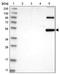 Tripartite Motif Containing 69 antibody, NBP2-42073, Novus Biologicals, Western Blot image 