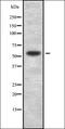 SWI/SNF Related, Matrix Associated, Actin Dependent Regulator Of Chromatin, Subfamily D, Member 1 antibody, orb336310, Biorbyt, Western Blot image 