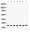 Lysozyme antibody, PB9663, Boster Biological Technology, Western Blot image 