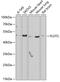 Flotillin 2 antibody, 22-336, ProSci, Western Blot image 