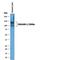 Carcinoembryonic Antigen Related Cell Adhesion Molecule 1 antibody, AF2244, R&D Systems, Western Blot image 