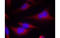 Eukaryotic Translation Initiation Factor 2 Subunit Alpha antibody, MBS835043, MyBioSource, Immunofluorescence image 