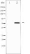 Transcription Factor EB antibody, TA325931, Origene, Western Blot image 