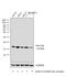 Baculoviral IAP Repeat Containing 5 antibody, PA1-16836, Invitrogen Antibodies, Western Blot image 