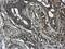 Myosin Heavy Chain 9 antibody, MA5-27764, Invitrogen Antibodies, Immunohistochemistry paraffin image 