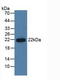 Proteasome Subunit Beta 6 antibody, LS-C373449, Lifespan Biosciences, Western Blot image 