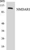 Glutamate Ionotropic Receptor NMDA Type Subunit 1 antibody, LS-C200273, Lifespan Biosciences, Western Blot image 