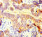 Integrator Complex Subunit 9 antibody, LS-C678358, Lifespan Biosciences, Immunohistochemistry paraffin image 