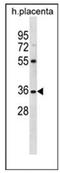 Olfactory Receptor Family 5 Subfamily AN Member 1 antibody, AP53084PU-N, Origene, Western Blot image 