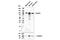 Sortilin 1 antibody, 20681S, Cell Signaling Technology, Western Blot image 