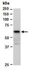Zinc finger protein 161 antibody, orb67226, Biorbyt, Western Blot image 