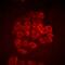 BOC Cell Adhesion Associated, Oncogene Regulated antibody, abx225068, Abbexa, Western Blot image 