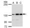 MutS Homolog 3 antibody, NBP2-19418, Novus Biologicals, Western Blot image 