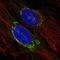 Transmembrane P24 Trafficking Protein 3 antibody, HPA076949, Atlas Antibodies, Immunocytochemistry image 