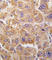 Insulin-degrading enzyme antibody, abx028142, Abbexa, Western Blot image 