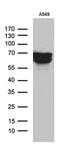 Transforming Growth Factor Beta Induced antibody, MA5-26731, Invitrogen Antibodies, Western Blot image 