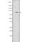 Ribosomal Protein S6 Kinase A1 antibody, abx218375, Abbexa, Western Blot image 