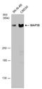 Microtubule Associated Protein 1B antibody, GTX133209, GeneTex, Western Blot image 